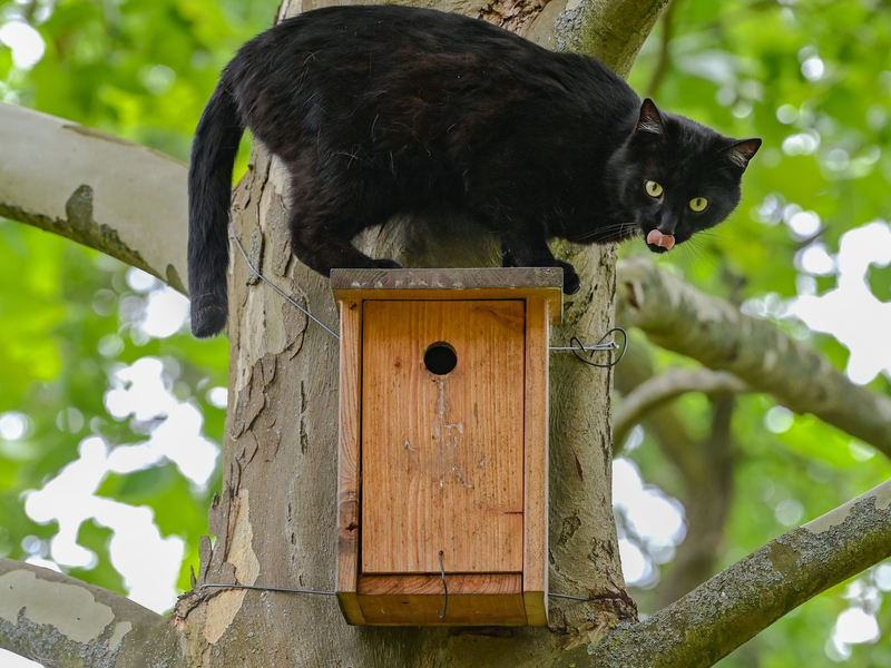 Ein schwarzer Kater sitzt während seiner Jagd nach Vögeln auf einem Nistkasten an einem Baum. - Foto: Patrick Pleul/dpa