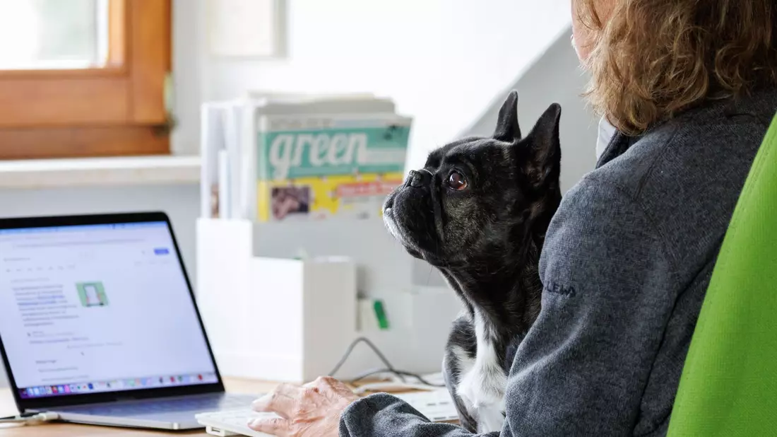 Die Französische Bulldogge Klärchen vom Münchhof im Büro der Werbeagentur media4nature auf dem Schoß einer Mitarbeiterin. - Bild: Daniel Karmann/dpa