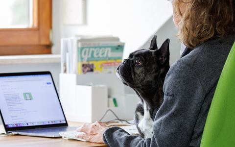 Die Französische Bulldogge Klärchen vom Münchhof im Büro der Werbeagentur media4nature auf dem Schoß einer Mitarbeiterin. - Foto: Daniel Karmann/dpa