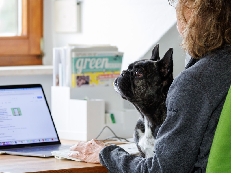 Die Französische Bulldogge Klärchen vom Münchhof im Büro der Werbeagentur media4nature auf dem Schoß einer Mitarbeiterin. - Foto: Daniel Karmann/dpa