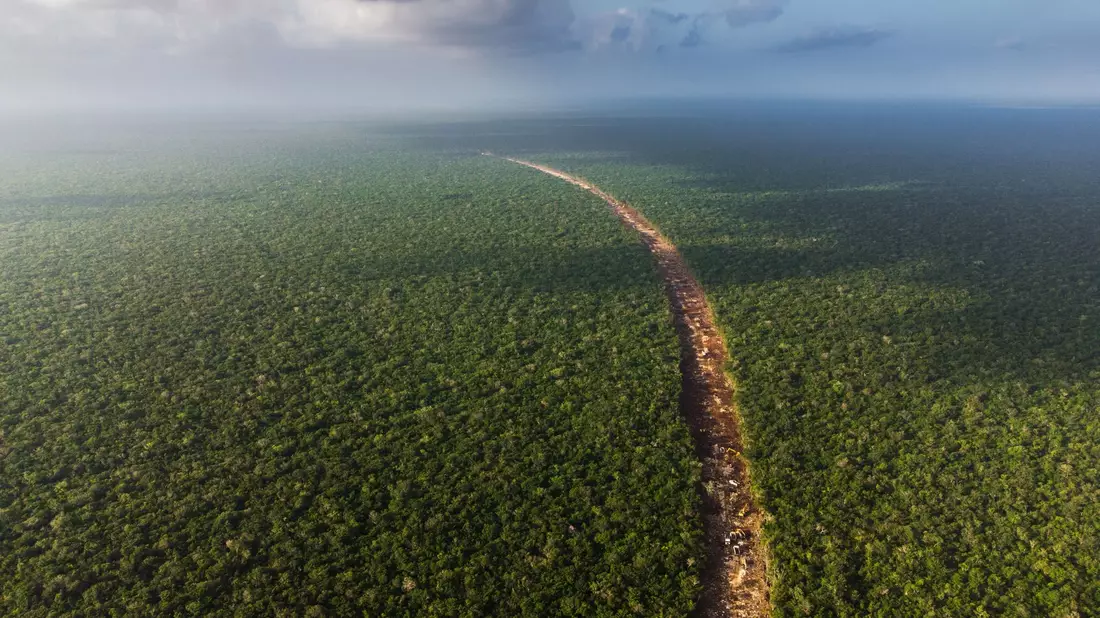 Eine gerodete Schneise zieht sich durch den mexikanischen Dschungel im Gebiet Quintana Roo. - Bild: Fernando Martinez Belmar/FMB/dpa