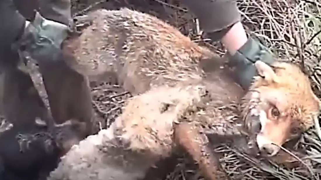 Rheinland-Pfalz duldet weiterhin die Tierquälerei bei der Jagd am Fuchsbau - Jagdlobby setzt sich durch - Bild: presseportal.de