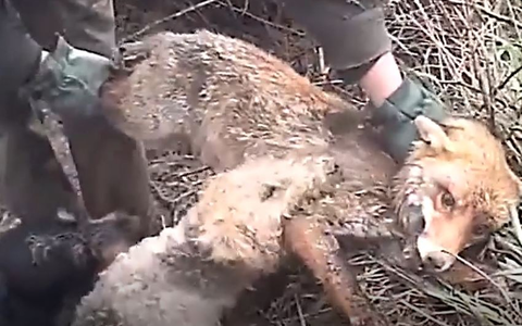 Baujagd: Rechtswidrig und ineffizient - Foto: presseportal.de