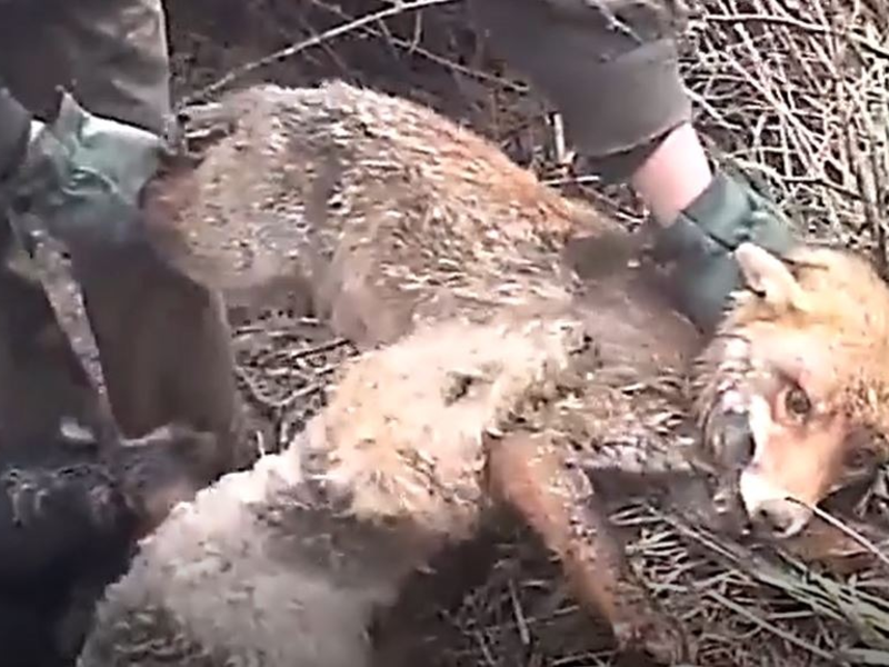 Baujagd: Rechtswidrig und ineffizient - Foto: presseportal.de