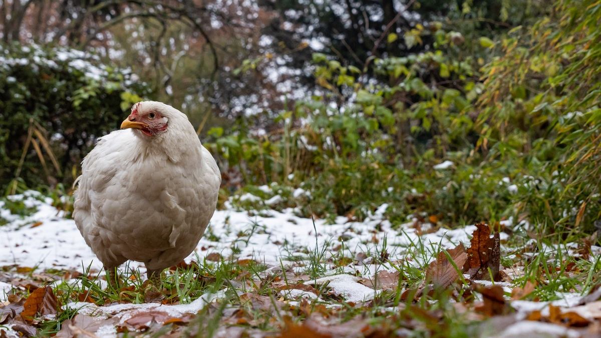 Lebenshof statt Maststall: Die Glückshühner Didi und Kendra - Foto: presseportal.de