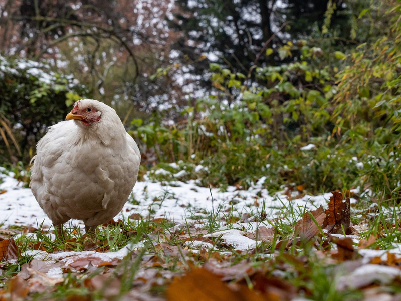 Lebenshof statt Maststall: Die Glückshühner Didi und Kendra - Foto: presseportal.de