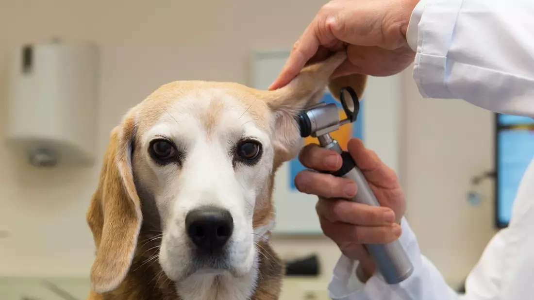 Ohrenzwang beim Hund - Ohrentzündungen früh erkennen und gezielt behandeln - Bild: presseportal.de