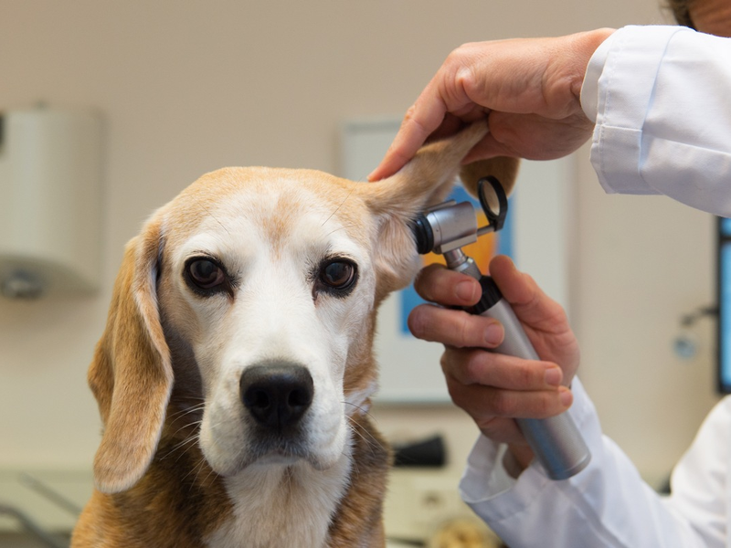 Ohrenzwang beim Hund - Ohrentzündungen früh erkennen und gezielt behandeln - Foto: presseportal.de
