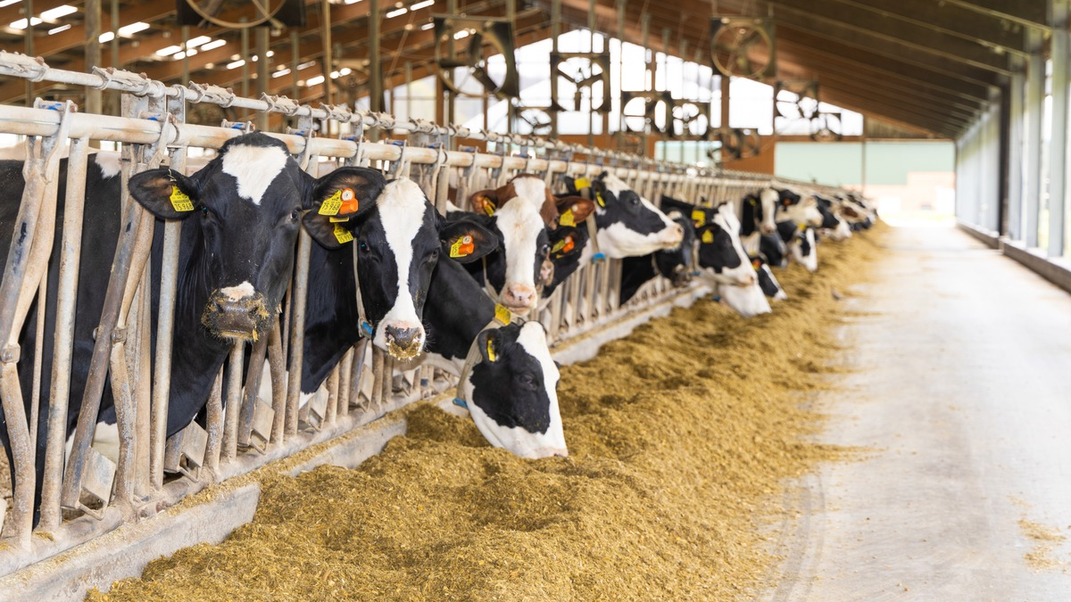 Gesunde Kühe sind die Voraussetzung für eine nachhaltige Milchproduktion / Warum gesunde Kühe den entscheidenden Beitrag zur Nachhaltigkeit in der Lebensmittelerzeugung leisten - Foto: presseportal.de