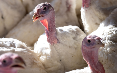 Bei der Vogelgrippe hat sich in den zurückliegenden Jahren ein Ausnahmezustand als neues Normal etabliert. - Foto: Sven Hoppe/dpa