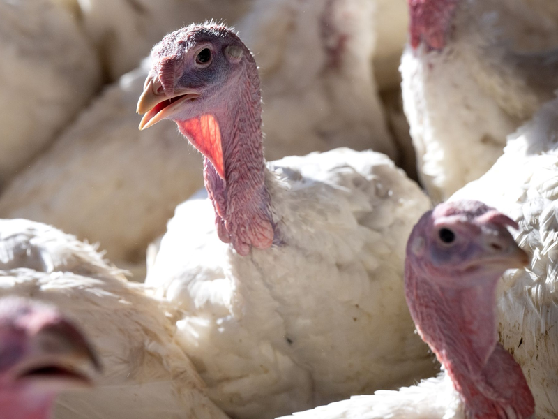 Bei der Vogelgrippe hat sich in den zurückliegenden Jahren ein Ausnahmezustand als neues Normal etabliert. - Foto: Sven Hoppe/dpa