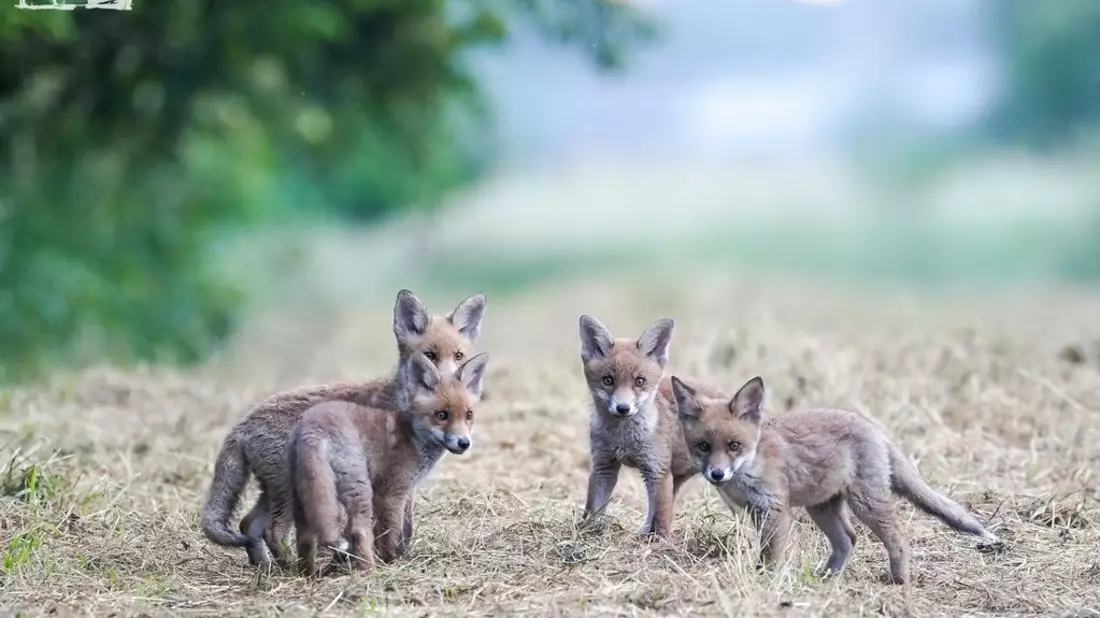 Jagd im Koalitionsvertrag Hessen: Rückwärtsgewandt und kaum gesellschaftsfähig - Bild: presseportal.de