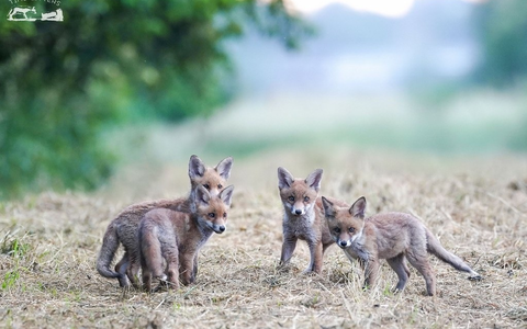 Jagd im Koalitionsvertrag Hessen: Rückwärtsgewandt und kaum gesellschaftsfähig - Foto: presseportal.de