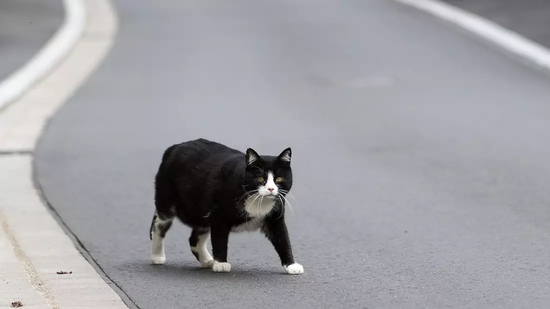 Der Landkreis Kelheim hat den «Katzennotstand» ausgerufen (Symbolbild). - Bild: Jan Woitas/dpa-Zentralbild/dpa