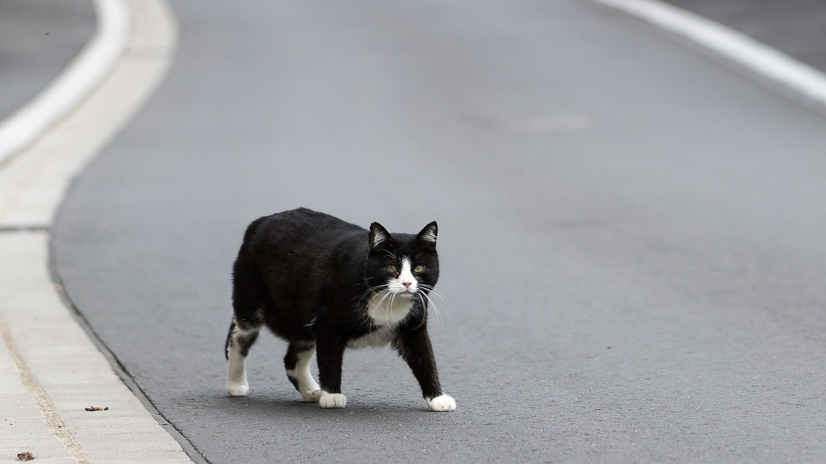Der Landkreis Kelheim hat den «Katzennotstand» ausgerufen (Symbolbild). - Foto: Jan Woitas/dpa-Zentralbild/dpa