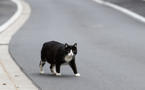 Der Landkreis Kelheim hat den «Katzennotstand» ausgerufen (Symbolbild). - Foto: Jan Woitas/dpa-Zentralbild/dpa