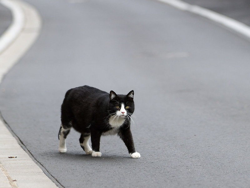 Der Landkreis Kelheim hat den «Katzennotstand» ausgerufen (Symbolbild). - Foto: Jan Woitas/dpa-Zentralbild/dpa