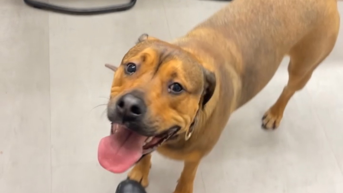 BPOL NRW: Allein auf Reisen - Bundespolizei vereint Hund und Herrchen - Foto: presseportal.de