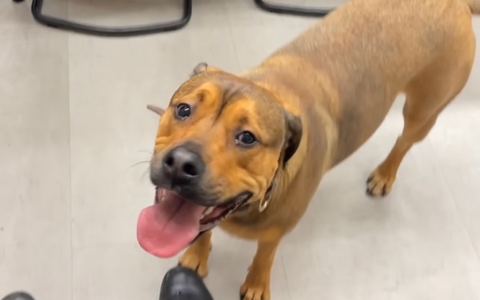 BPOL NRW: Allein auf Reisen - Bundespolizei vereint Hund und Herrchen - Foto: presseportal.de