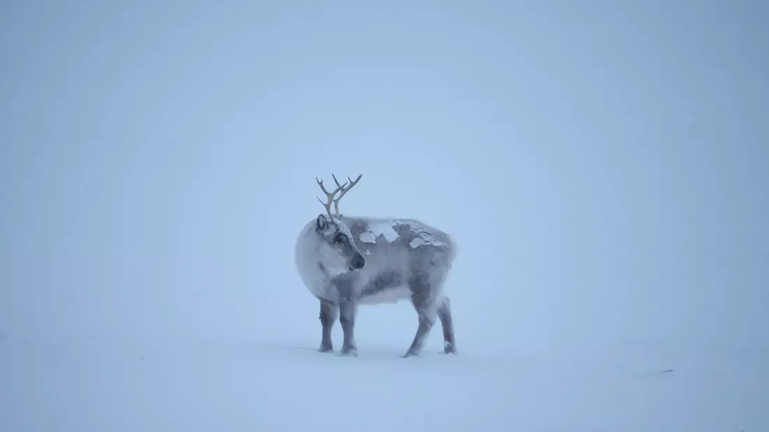Die Klimakrise trifft die Spitzbergen-Rentiere, die als die «Gefährten des Weihnachtsmanns» gelten. - Bild: Steffen Trumpf/dpa
