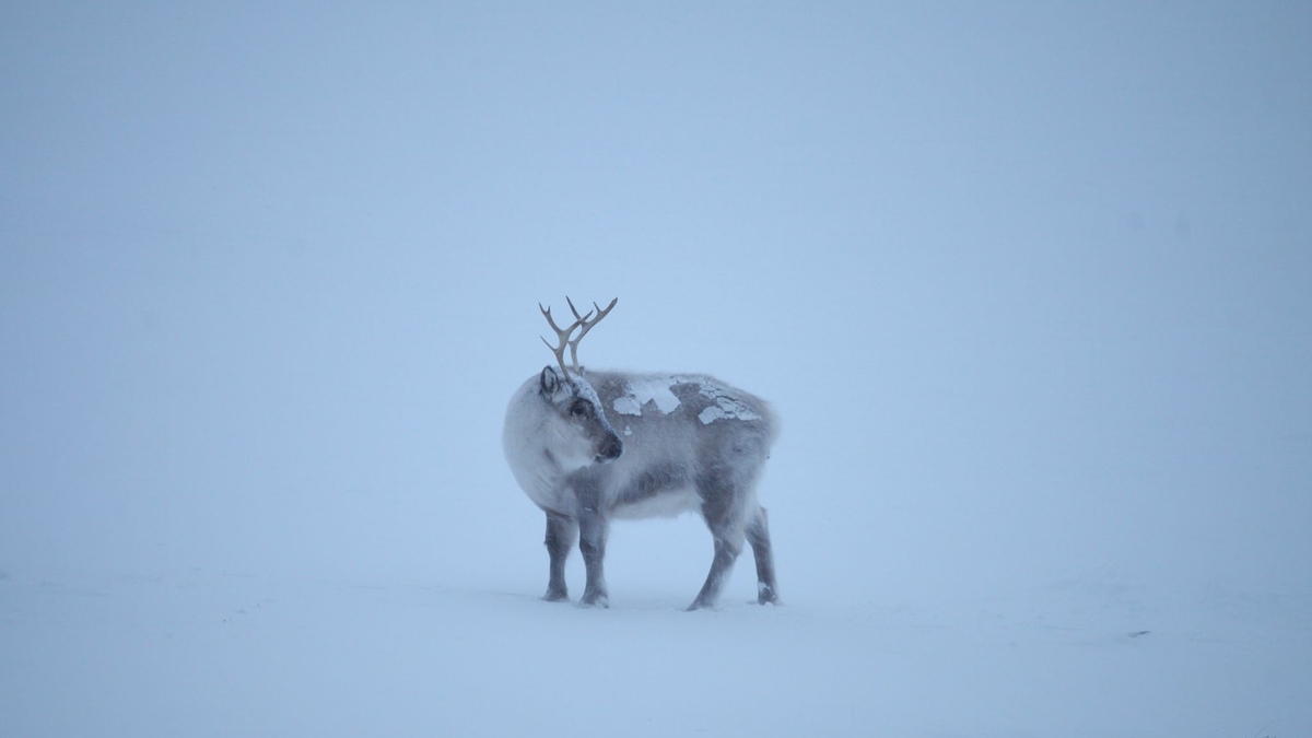 Die Klimakrise trifft die Spitzbergen-Rentiere, die als die «Gefährten des Weihnachtsmanns» gelten. - Foto: Steffen Trumpf/dpa