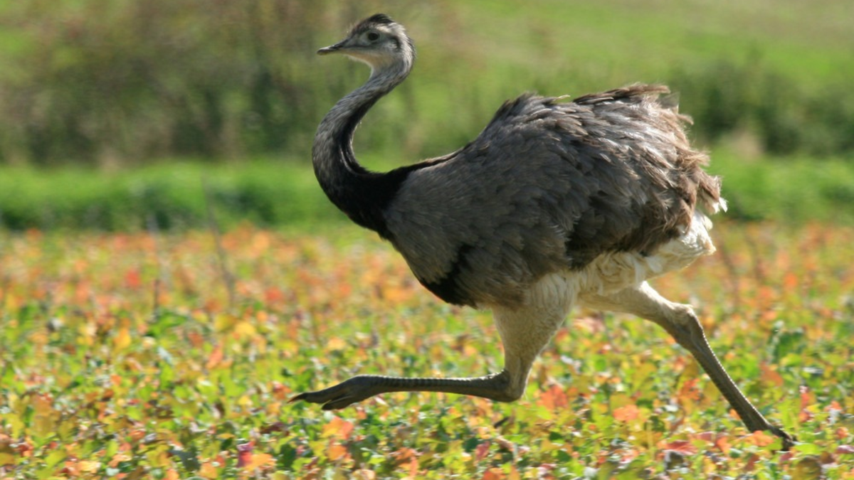 LPI-GTH: Da steht ein Strauß in der Flur - Foto: presseportal.de