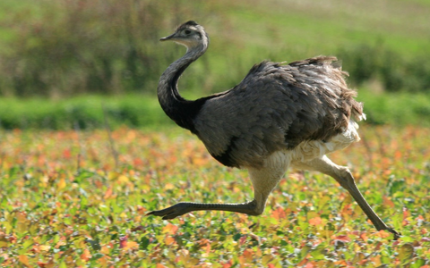 LPI-GTH: Da steht ein Strauß in der Flur - Foto: presseportal.de