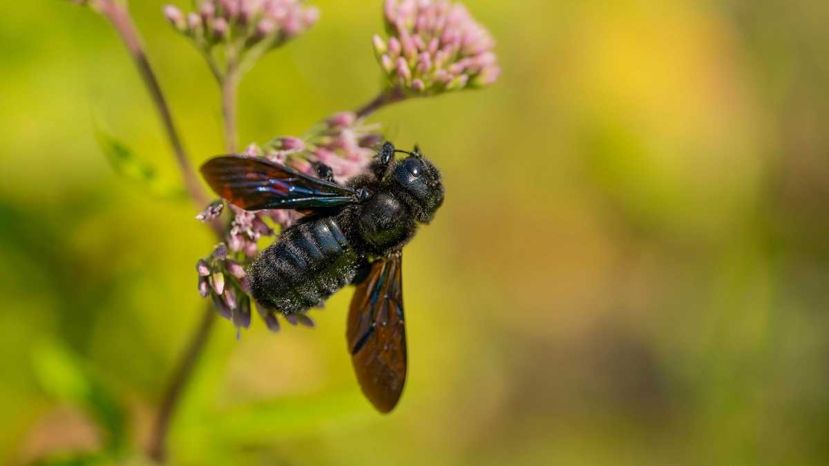 Blauschwarze Holzbienen zählen zu den größten Wildbienen in Deutschland. - Foto: Jürgen Busse/NABU/dpa