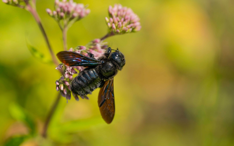 Blauschwarze Holzbienen zählen zu den größten Wildbienen in Deutschland. - Foto: Jürgen Busse/NABU/dpa Blauschwarze Holzbienen zählen zu den größten Wildbienen in Deutschland. - Foto: Jürgen Busse/NABU/dpa