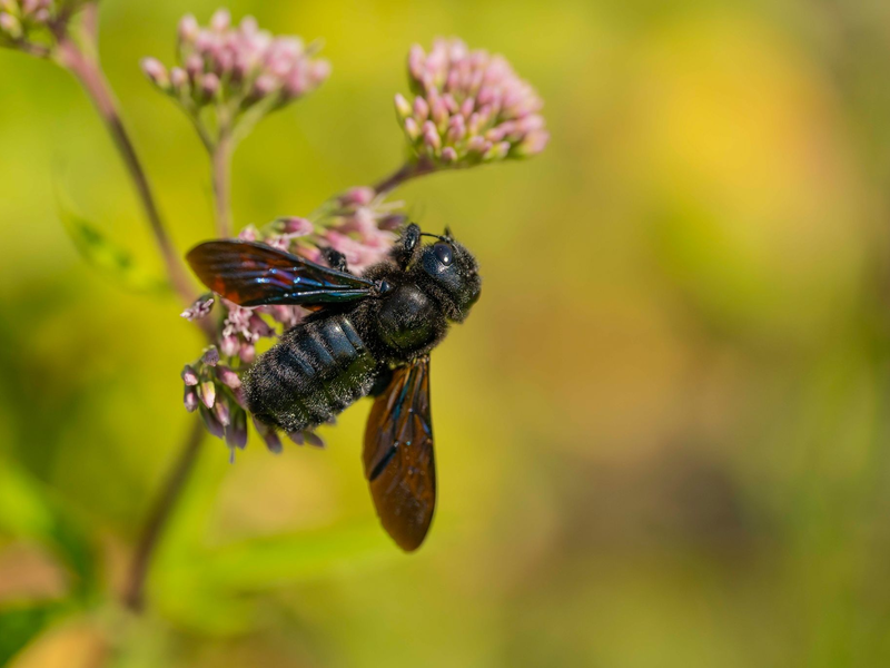 Blauschwarze Holzbienen zählen zu den größten Wildbienen in Deutschland. - Foto: Jürgen Busse/NABU/dpa