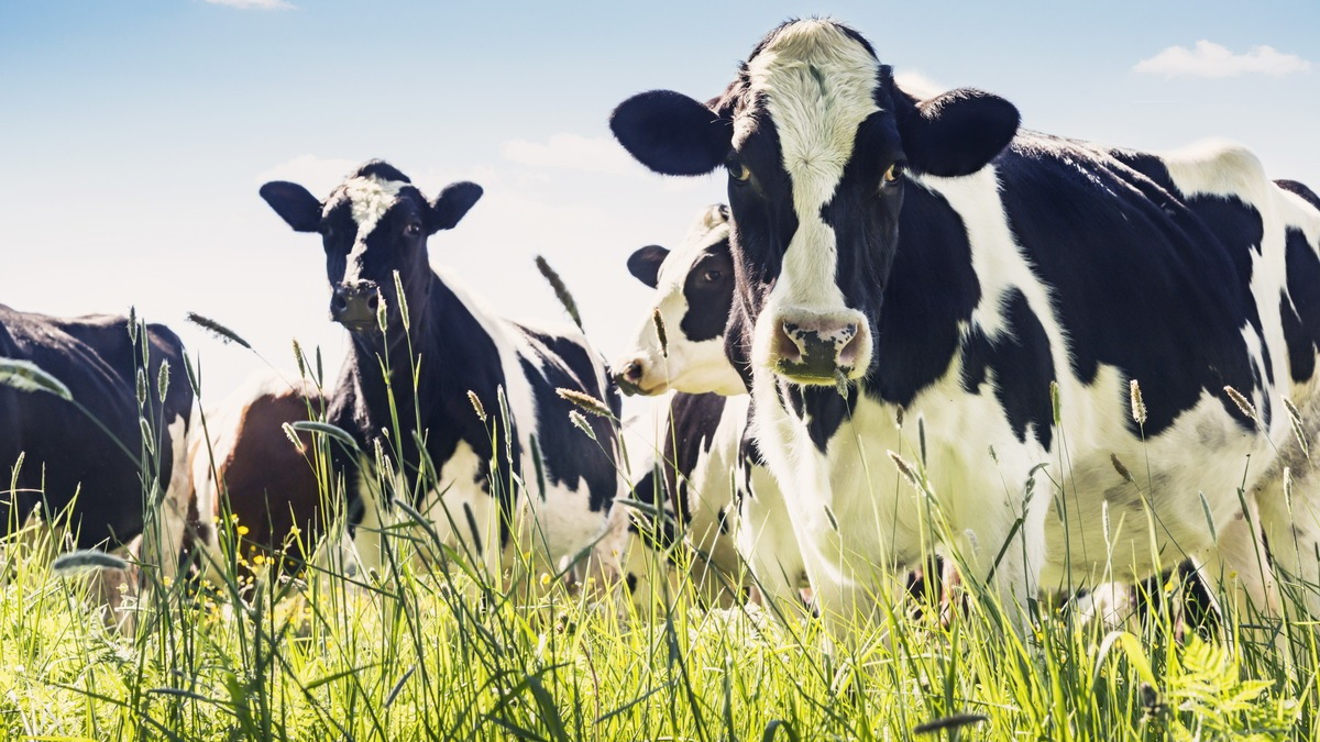 Milcherzeugung: Nachhaltige Wertschöpfung und Wertschätzung - Foto: presseportal.de