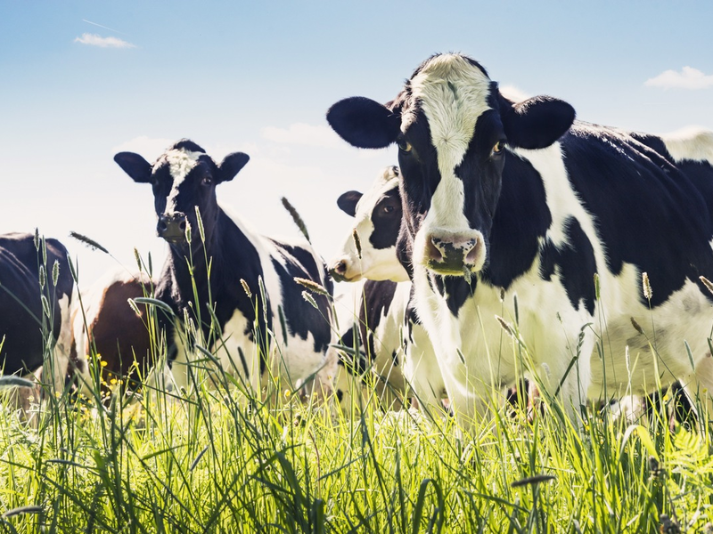 Milcherzeugung: Nachhaltige Wertschöpfung und Wertschätzung - Foto: presseportal.de
