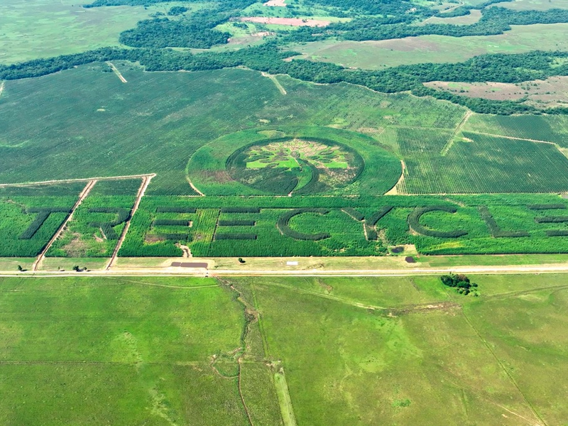 In Paraguay wächst des größte Naturlogo der Welt / Treecycle setzt Guinness-Weltrekord - Foto: presseportal.de