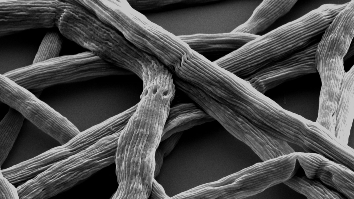 Die Mikrobe des Jahres 2024: das Kabelbakterium Candidatus Elektronema. - Foto: Pia B. Jensen, Aarhus/VAAM/dpa