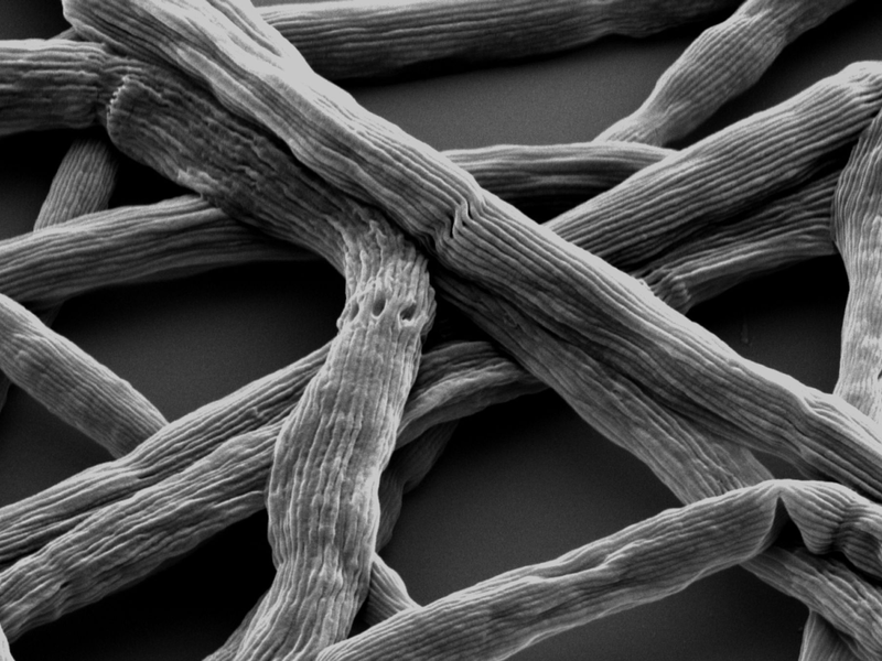 Die Mikrobe des Jahres 2024: das Kabelbakterium Candidatus Elektronema. - Foto: Pia B. Jensen, Aarhus/VAAM/dpa