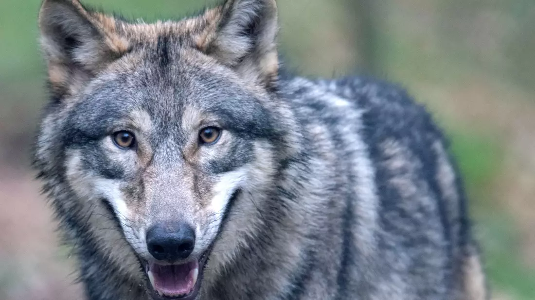 Der Wolf hat sich wieder in Deutschland angesiedelt - und sorgt damit für politische Kontroverse. - Bild: Boris Roessler/dpa