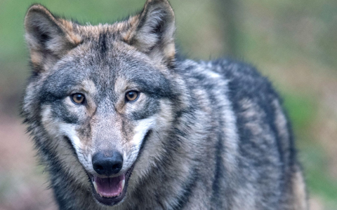Der Wolf hat sich wieder in Deutschland angesiedelt - und sorgt damit für politische Kontroverse. - Foto: Boris Roessler/dpa