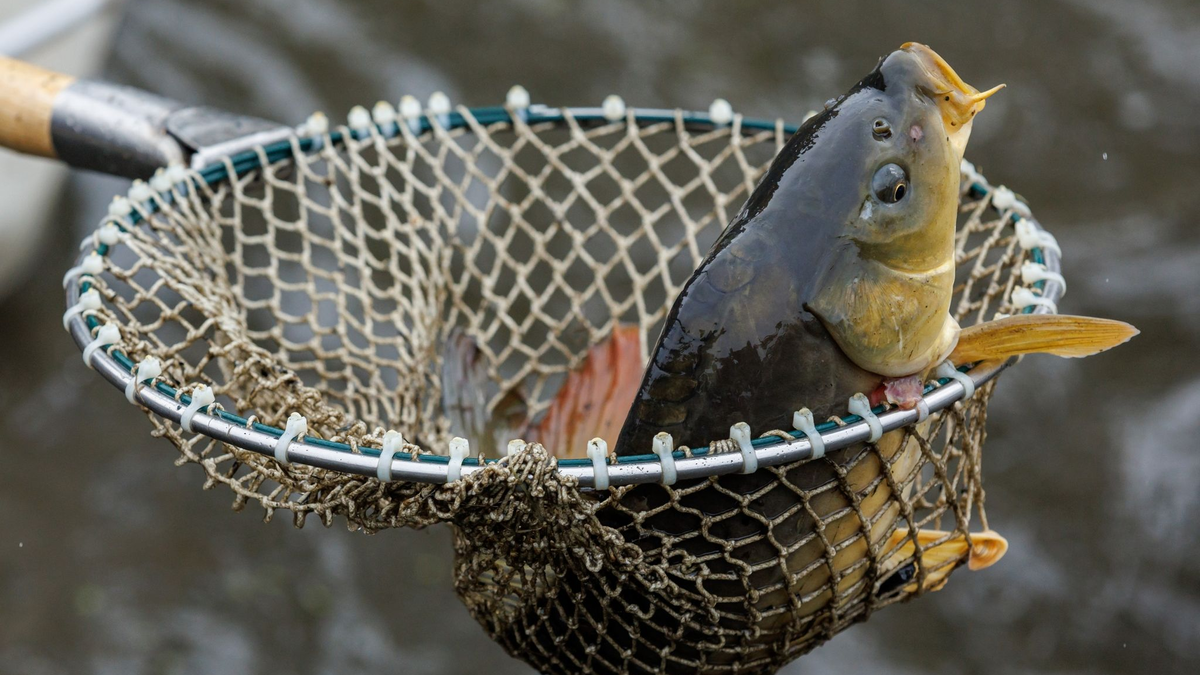 Ein Karpfen im Netz. - Foto: Daniel Karmann/dpa