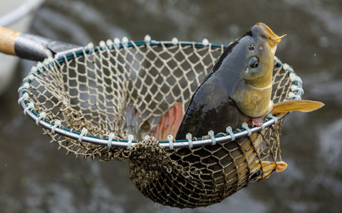 Ein Karpfen im Netz. - Foto: Daniel Karmann/dpa