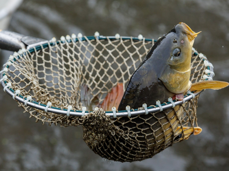Ein Karpfen im Netz. - Foto: Daniel Karmann/dpa
