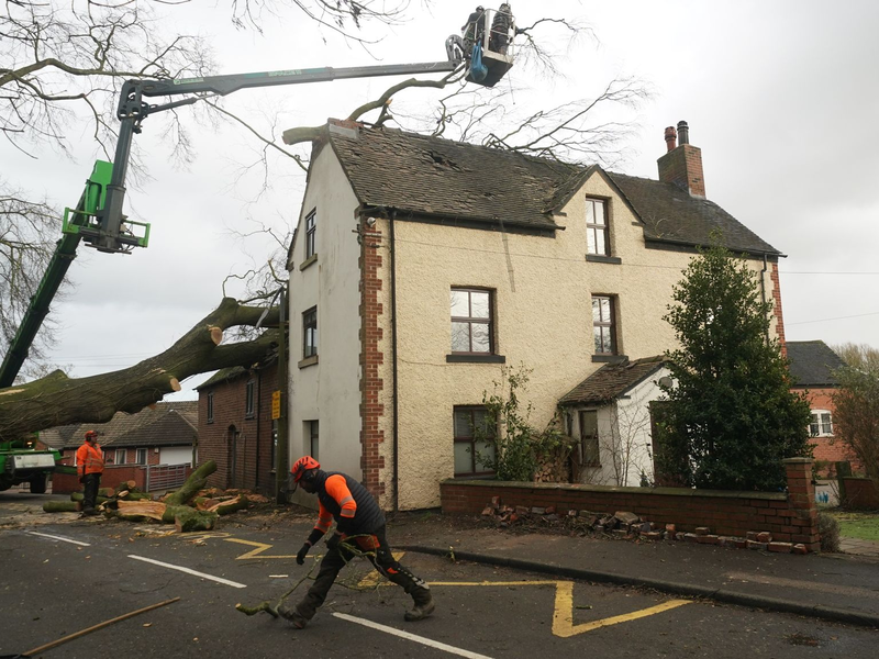 Erstmals wurde das Vogelgrippevirus in einem Schaf entdeckt. (Symbolfoto) - Foto: Jacob King/PA Wire/dpa