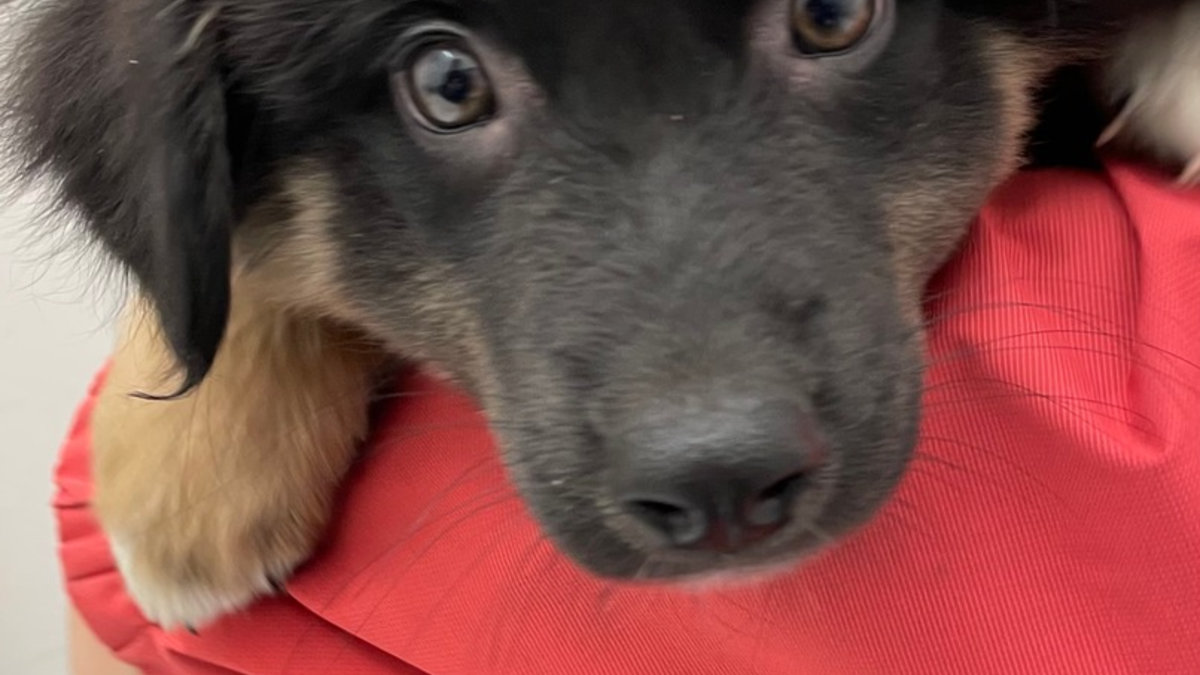 POL-OG: Rheinau - Welpen ausgesetzt? Zeugen gesucht - Foto: presseportal.de