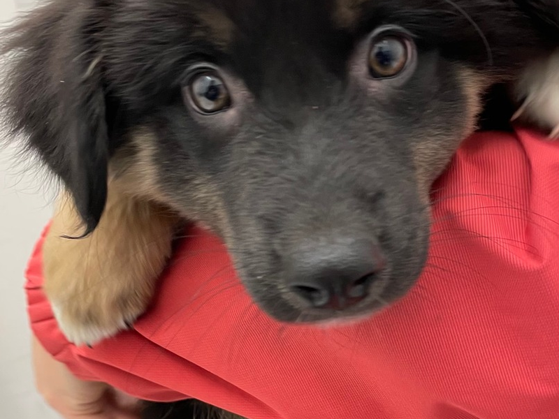 POL-OG: Rheinau - Welpen ausgesetzt? Zeugen gesucht - Foto: presseportal.de