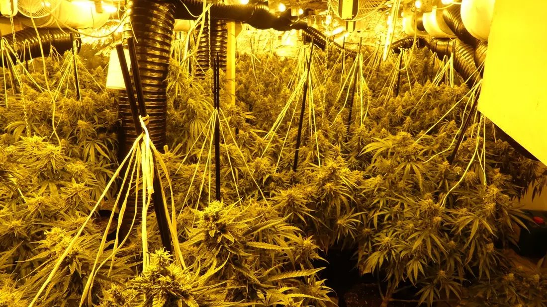 POL-KS: Professionelle Cannabisplantage bei Hausdurchsuchung ausgehoben: Zwei Tatverdächtige in U-Haft - Bild: presseportal.de