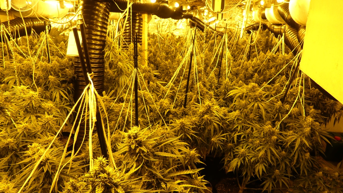 POL-KS: Professionelle Cannabisplantage bei Hausdurchsuchung ausgehoben: Zwei Tatverdächtige in U-Haft - Foto: presseportal.de