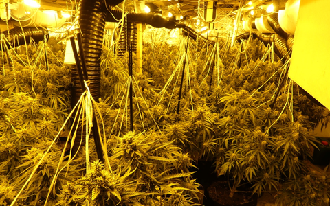 POL-KS: Professionelle Cannabisplantage bei Hausdurchsuchung ausgehoben: Zwei Tatverdächtige in U-Haft - Foto: presseportal.de