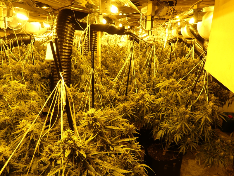 POL-KS: Professionelle Cannabisplantage bei Hausdurchsuchung ausgehoben: Zwei Tatverdächtige in U-Haft - Foto: presseportal.de