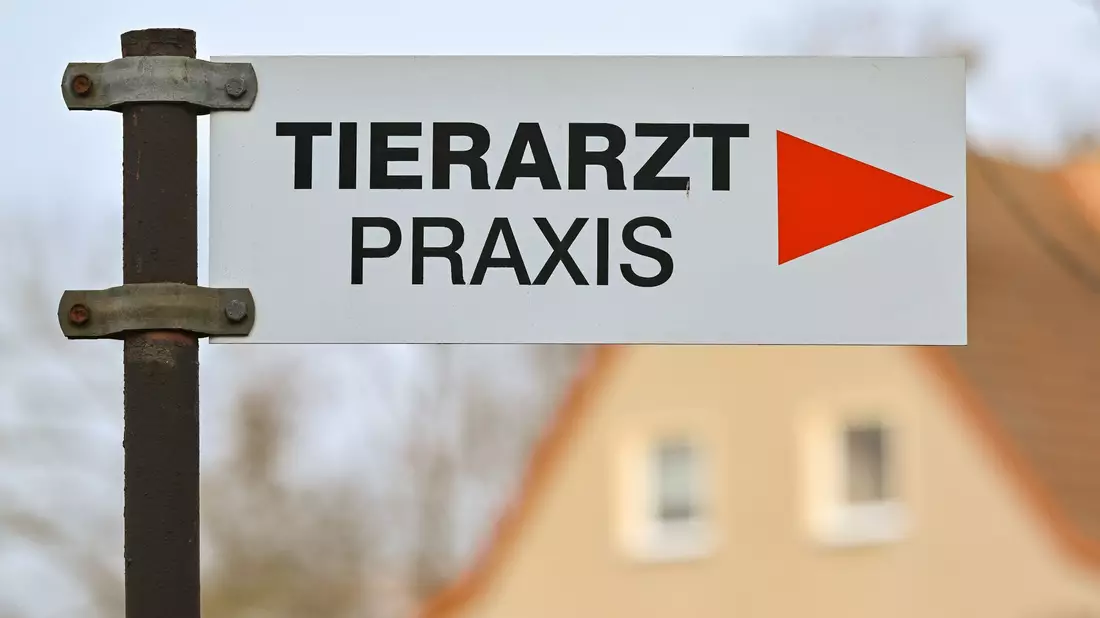 Es gibt in Deutschland Notrufnummern für schnelle Hilfe für erkrankte und verletzte Hunde und Katzen. - Bild: Patrick Pleul/dpa