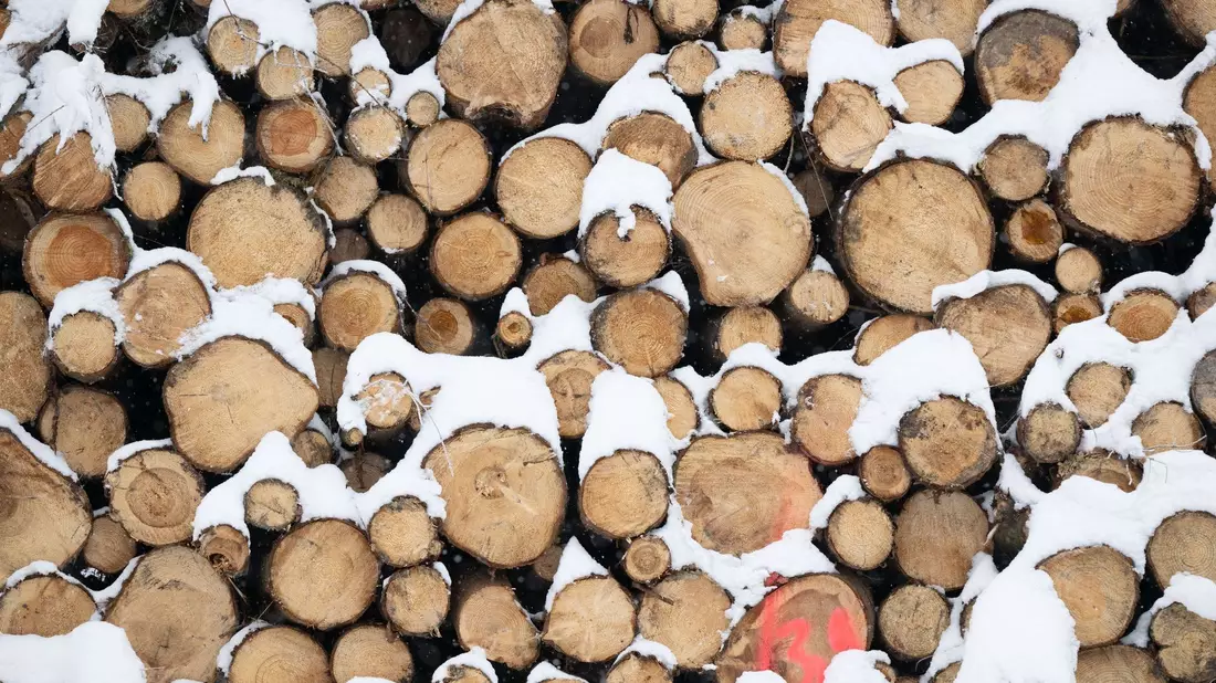 Baumaterial, Ersatz für fossile Produkte und erneuerbare Energiequelle: Holz gewinnt als nachwachsender Rohstoff immer mehr an Bedeutung. - Bild: Sebastian Kahnert/dpa