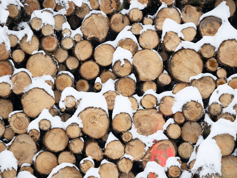 Baumaterial, Ersatz für fossile Produkte und erneuerbare Energiequelle: Holz gewinnt als nachwachsender Rohstoff immer mehr an Bedeutung. - Foto: Sebastian Kahnert/dpa